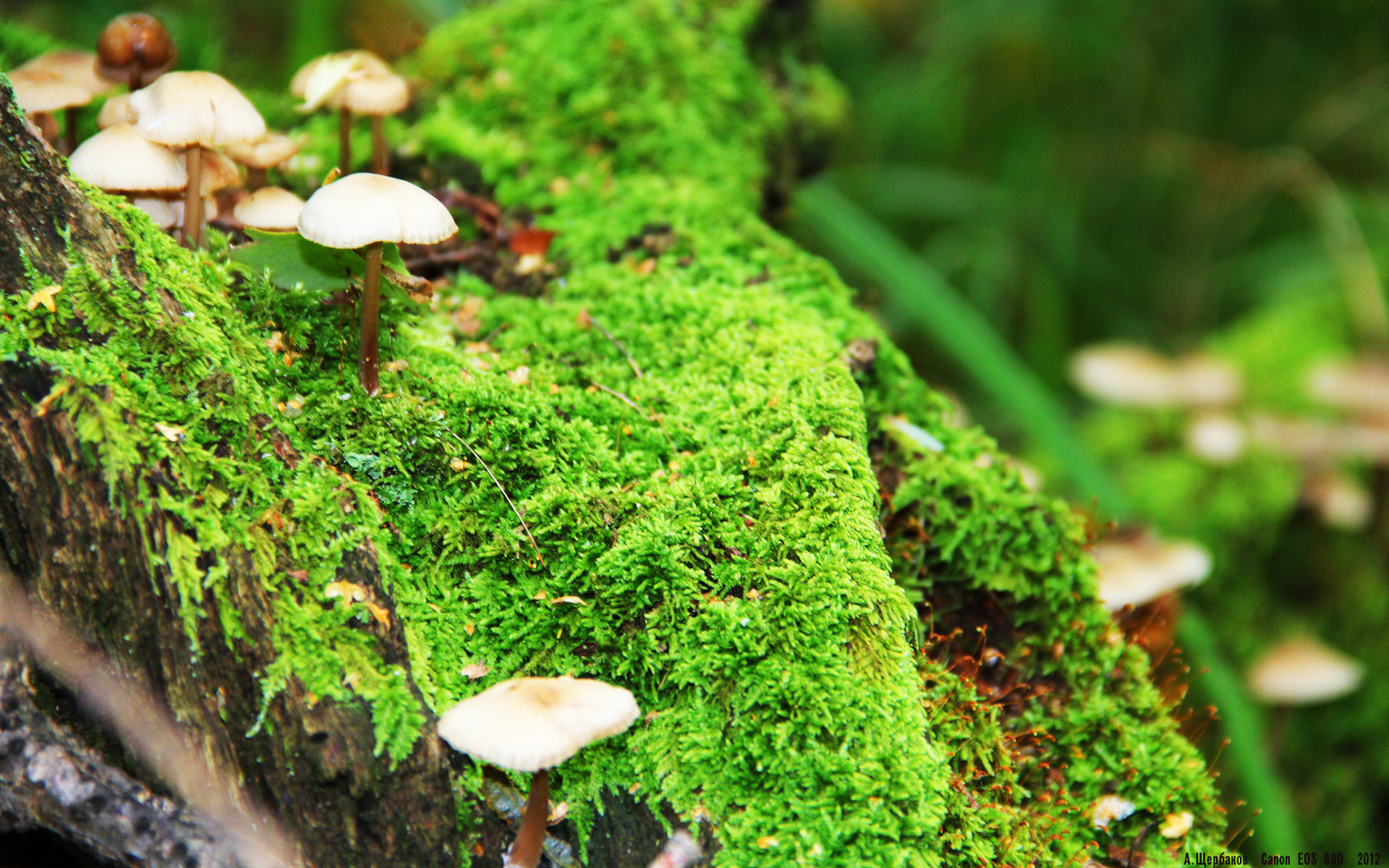 中国篮球教练员执教技能培训体系,中国篮协篮球教练员培训班