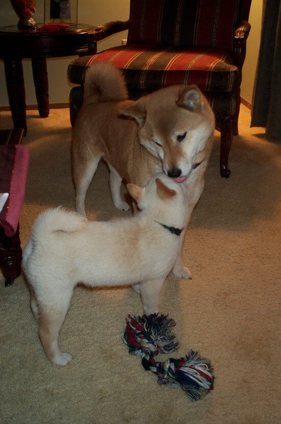 开云官方网页登录-德甲替补席即战力提升机制与管理策略，德甲换人名额