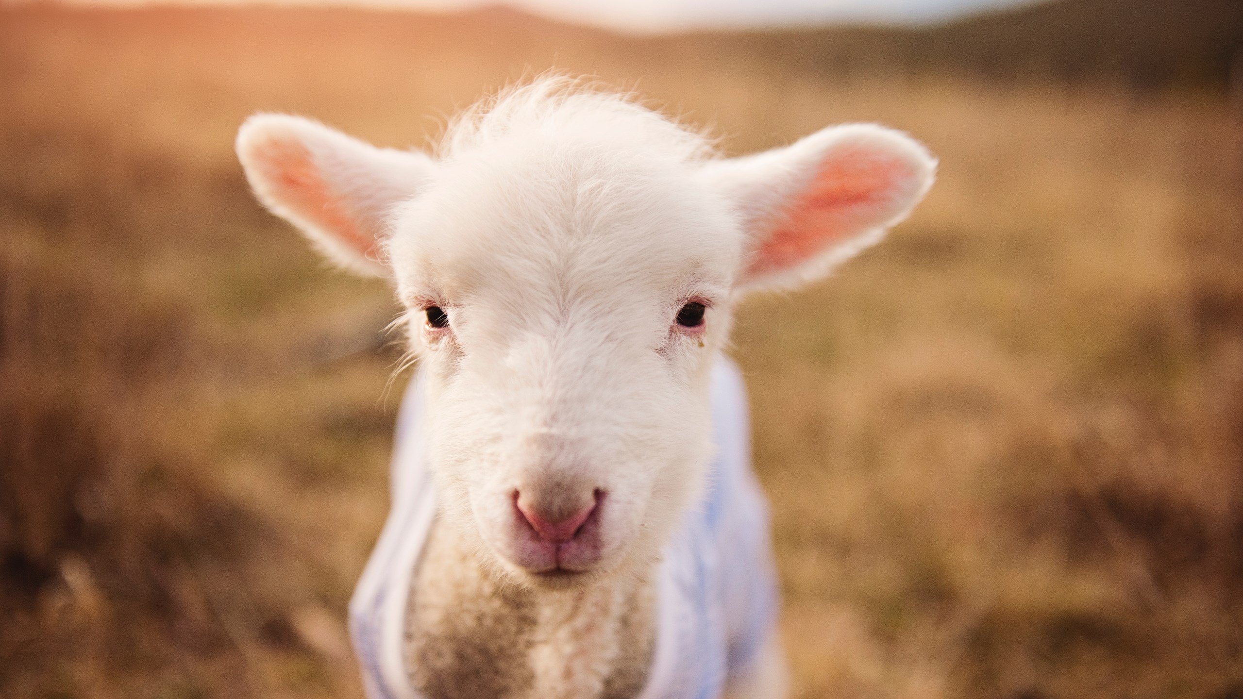 中国三人男篮力拼防守 展现韧性，中国三人男篮国家队