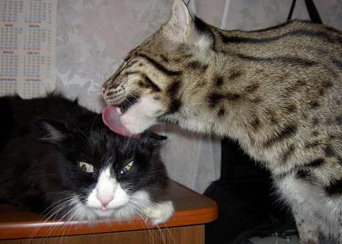 中国女篮稳固防守线 提高防守成功率,中国女篮咋样