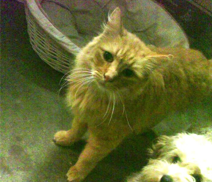 俱乐部债务危机的深层次成因,俱乐部承担什么法律责任