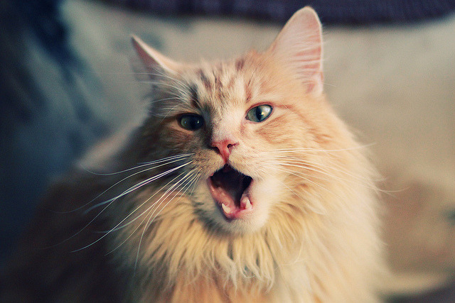 冬奥集训营经验交流提升备战质量，冬奥服务培训