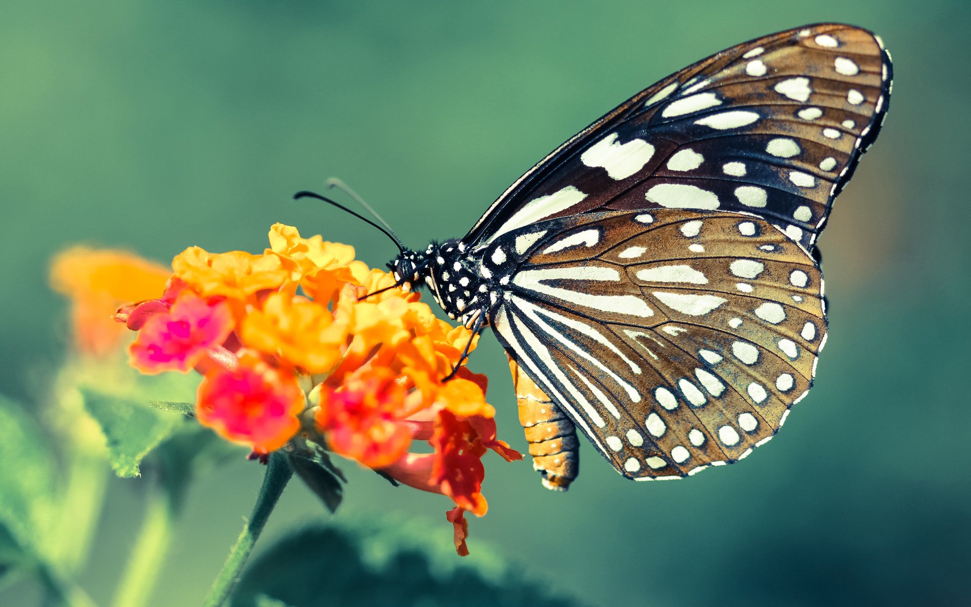 基层足球项目缺乏市场化运营经验,足球场市场分析