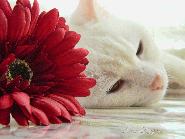 德国队的未来之路:国际乒联混合团体世界杯推动的青年才俊崛起