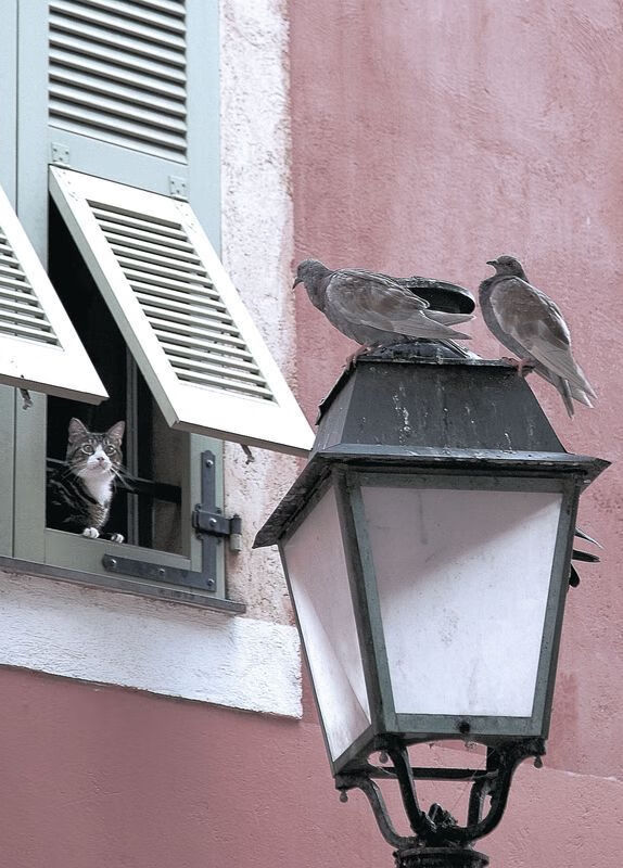kaiyun体育综合-球员是否能通过节奏改变自身投篮手感，投篮节奏训练