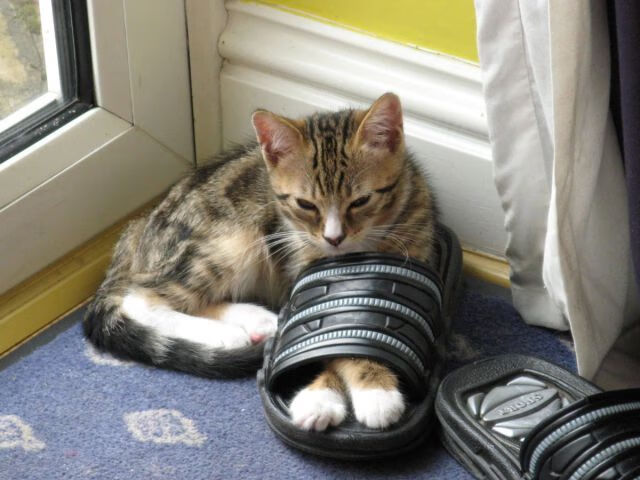 决赛冲刺阶段施瓦茨毫不保留,施瓦茨决策模式有哪些