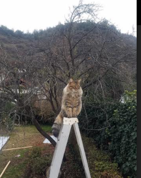 威少防守积极频繁抢断成为奇才防守尖兵，威少防守能力